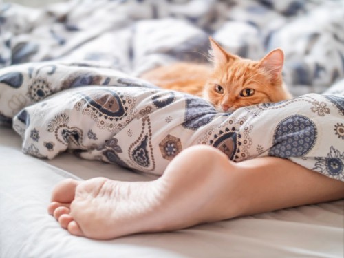 飼い主さんの足元で布団の上で寝る猫