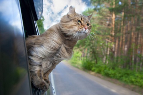 車から身を乗り出す猫