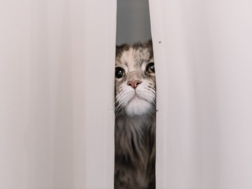 怖がって隠れる猫