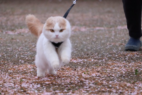 散歩中の猫