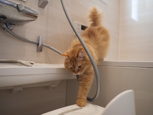 お風呂場を見ている猫