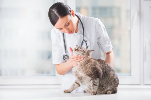 女性獣医師に診察されている猫