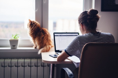 PC作業中の女性の前で窓の外を眺める猫