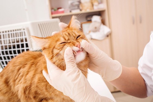 猫の歯を見る獣医師