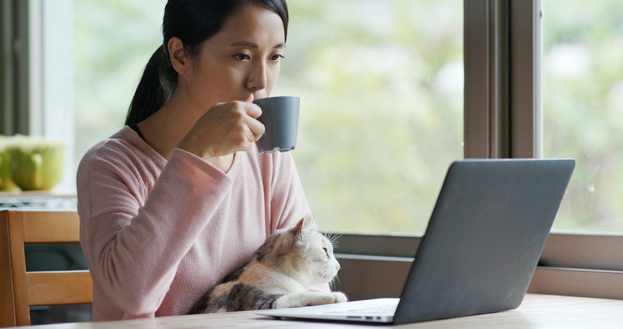 猫を膝に乗せてテーブルの上のパソコンを見る女性