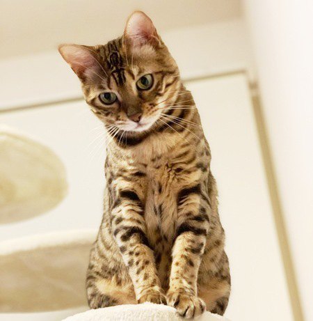 キャットタワーに上ってしょんぼりうなずくベンガル猫