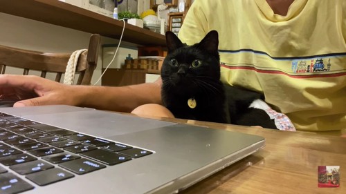 PCに食い入る黒猫