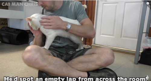 男性の膝に乗る白猫
