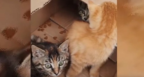 段ボール箱の中に3匹の子猫