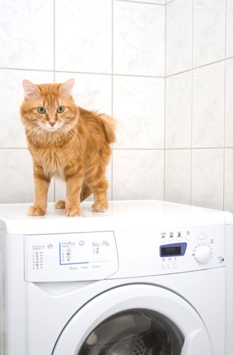 洗濯機の上に立つ猫