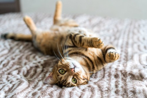 絨毯に寝転がるベンガル猫