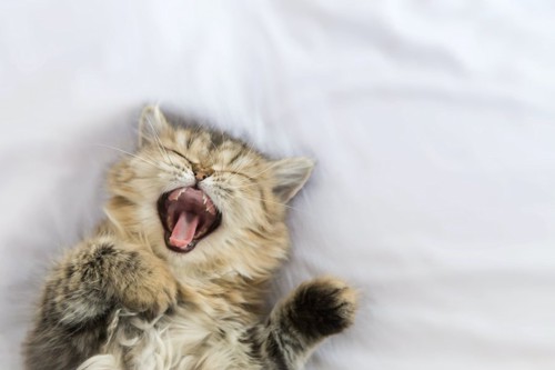 布団で寝ながらあくびをする子猫