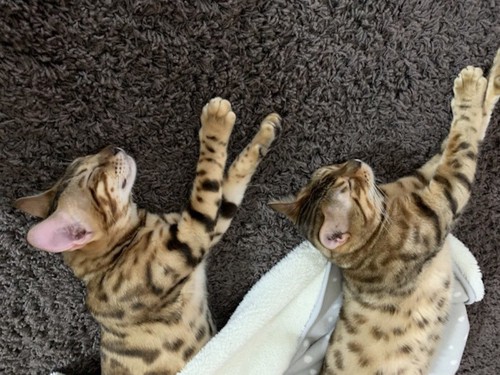同じ格好で眠る2匹の猫