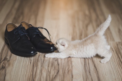 靴を噛む子猫