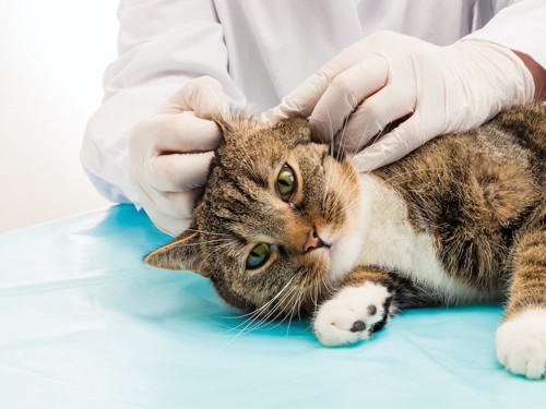 獣医師に耳を診察されている猫