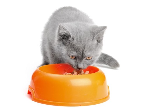 オレンジの皿から餌を食べる猫