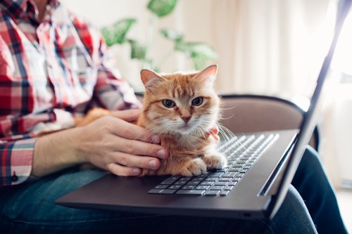 パソコンの上に乗っている猫