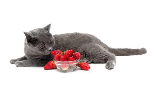 猫とイチゴ