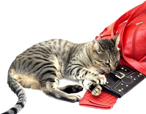 財布と猫