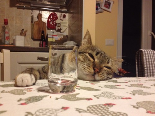 コップを前に寝ている猫