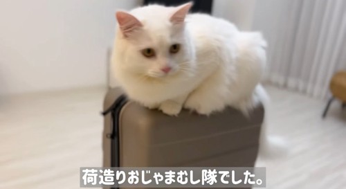 スーツケースに乗る猫