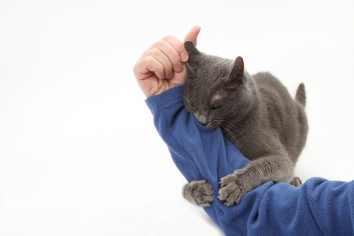青い服を着た人の腕に抱きつく灰色の猫