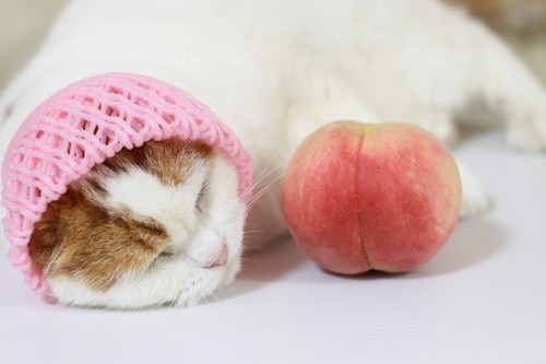 眠る猫と桃