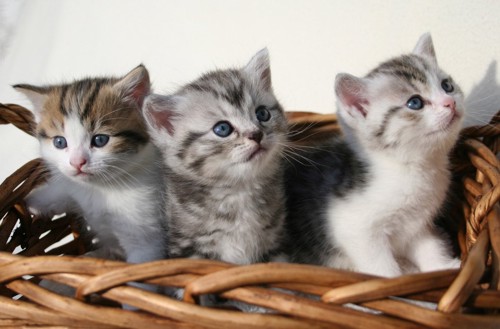 青い目の3匹の子猫