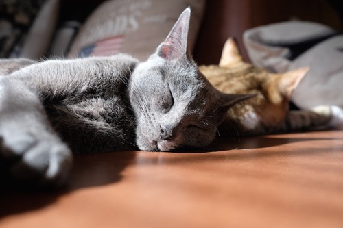 眠る2匹の猫