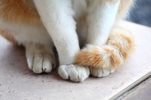 ネコの足