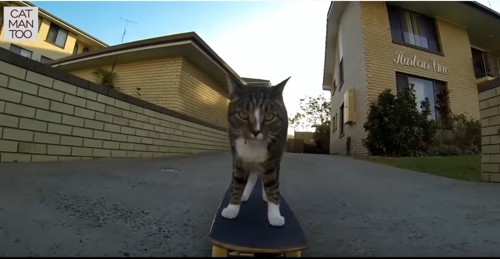 スケボーに乗る猫