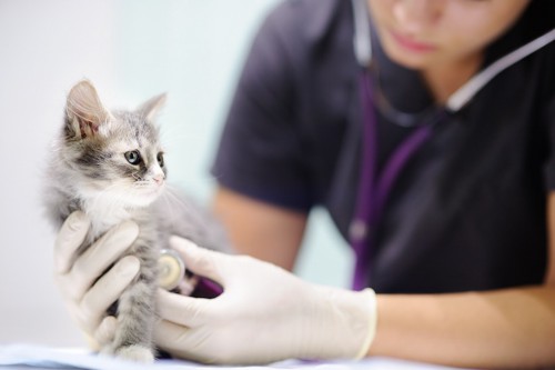 病院で獣医師に診察されている子猫