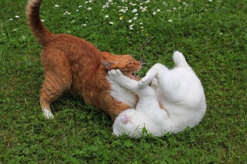 白猫と茶猫の喧嘩