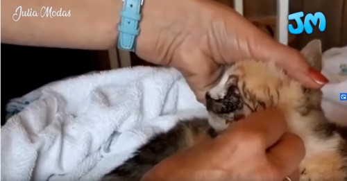 猫の顔についた血を拭き取る女性