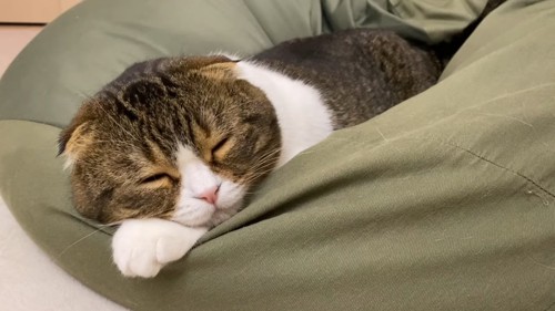 前足に顔を乗せて寝る猫