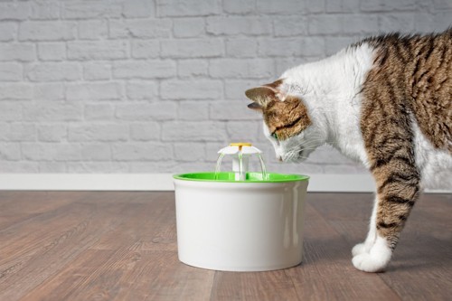 給水器で水を飲む猫