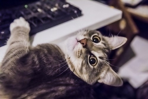 パソコンに興味がある猫
