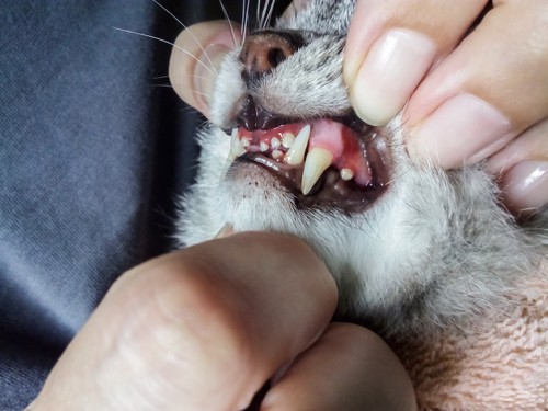 口の中を検査される猫