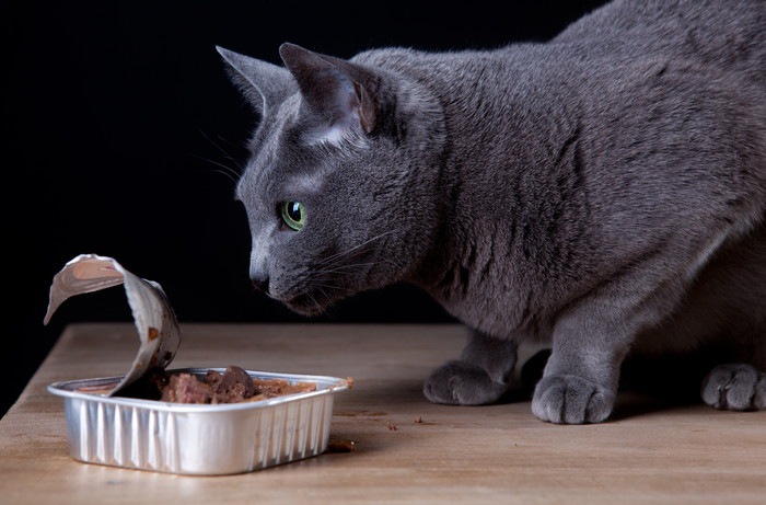 缶詰を食べる猫の写真