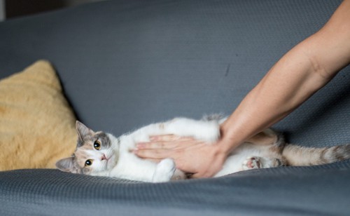 ソファに横たわり胸を押さえられる猫