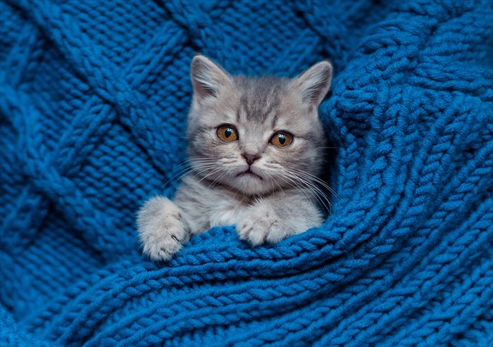 セーターとアメリカンショートヘア子猫
