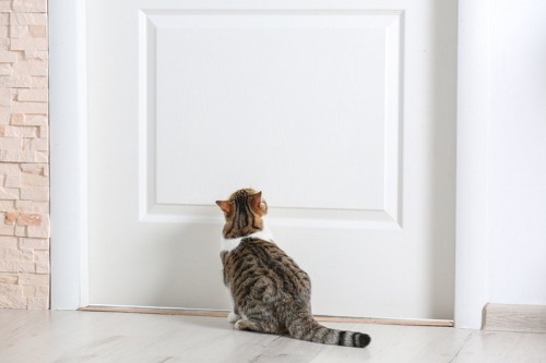 ドアを見上げる猫