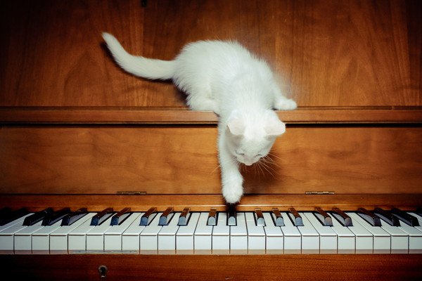 ピアノを弾こうとする白猫