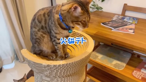 爪とぎのタワーに座る猫