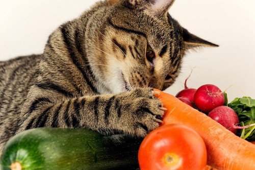 野菜の上の猫