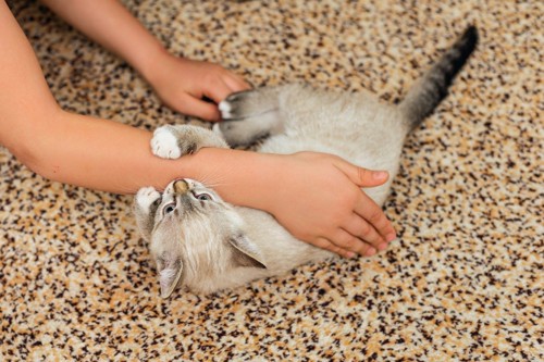 腕を噛む子猫