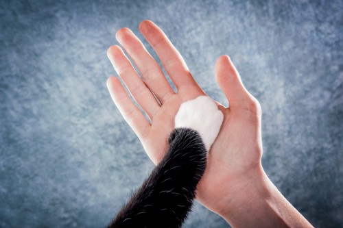 手の平に猫の手