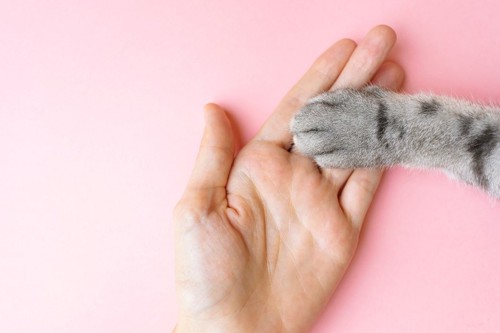 人間の手と猫の手
