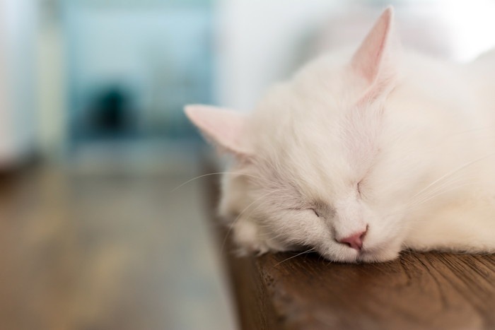 寝る白猫
