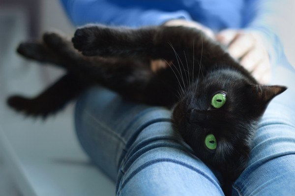 膝に乗る黒猫